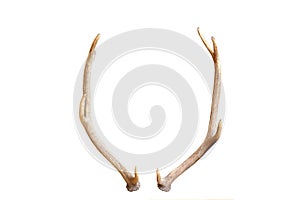 Young red deer antlers