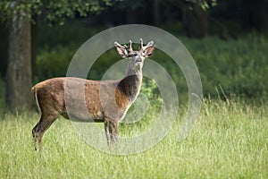 Young Red deer in summer