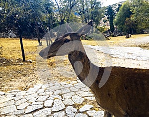 A young red deer Cervus elaphus on Parnitha mountain close to