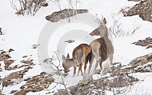 Red Deer mother and calf