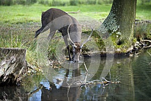 Young red deer drinking