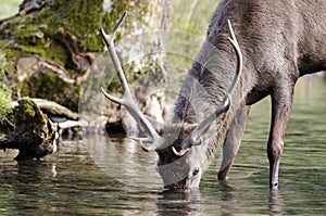 Young red deer drinking