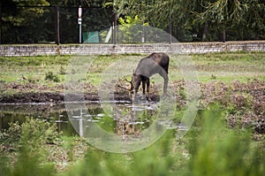Young red deer drinking
