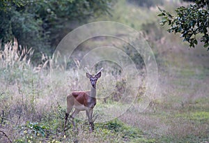 Young red deer in forest