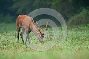Young red deer grazing on meadow in summer morning.
