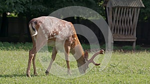 Young red deer grazing in the zoo