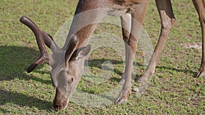 Young red deer grazing in the zoo