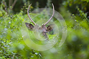 Mladý jelen lesní skrytý za stromy v divoké podzimní přírodě během říje, Slovensko