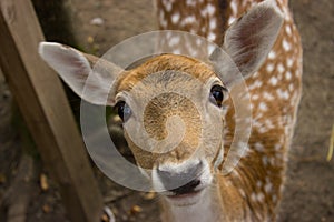 Young red deer looks with interest at the visitor of the zoo