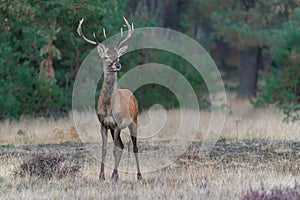 Young Red deer male Cervus elaphus in rutting season