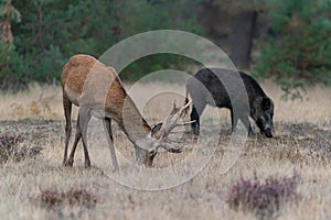 Young Red deer male Cervus elaphus and a wild boar Sus scrofa on the field