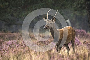Young red deer male rutting