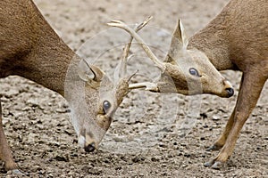 Young Red Deer males rutting