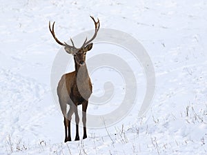 Young red deer in snow