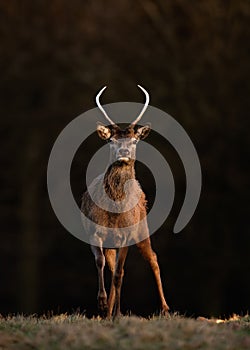 Young Red Deer Stag on Dark Background