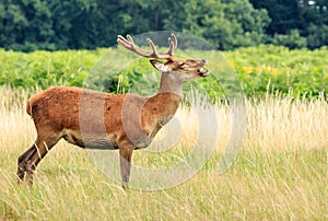 A young red deer stag getting ready for the rut