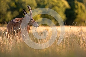 Young Red Deer Stag in Golden Grass