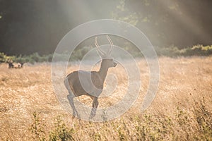 Young Red Deer stag at sunrise