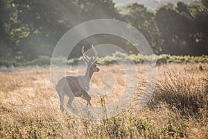 Young Red Deer stag at sunrise