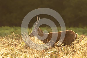 Young Red Deer stag at sunrise in autumn