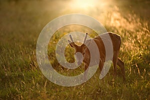 Young Red Deer stag at Sunset