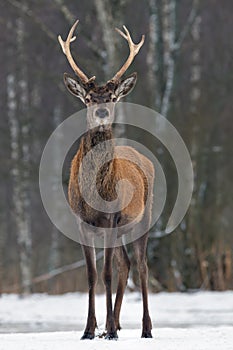 Young Red Deer Stag,Vertical image. Young Noble Deer & x28;Cervus Elaphus& x29; With Beautiful Horns Looks At You.
