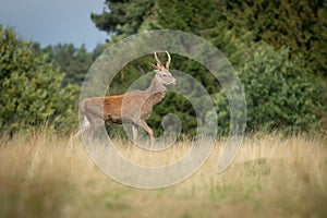 Young red deer stag walking forward