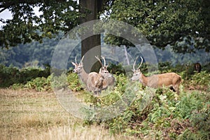 Young red deer stags cervus elaphus in forest landscape during r