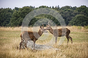 Young red deer stags cervus elaphus in forest landscape during r