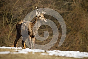 Young red deer standing on meadow in winter nature