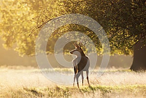 Young Red deer standing under the tree at sunrise