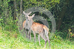 Young red deers