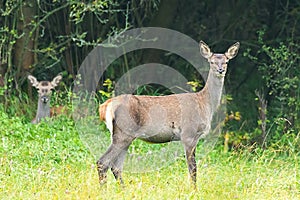 Young red deers