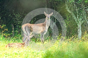 Young red deers