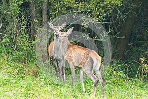 Young red deers