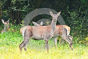 Young red deers