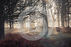 Young red deers in the early morning sunlight.