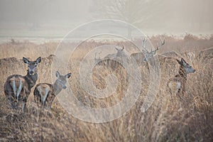 Young red deers in the early morning sunlight.