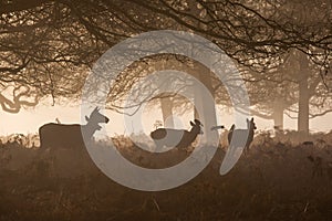 Young red deers in the early morning sunlight.