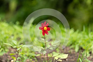 Young red flower against the forest background