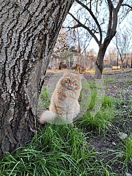 a young red fluffy cat is sitting under a tree