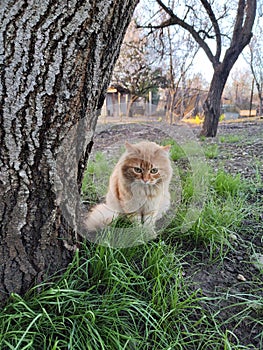 a young red fluffy cat is sitting under a tree