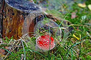 Young red fly agaric with white dots on a green forest lawn