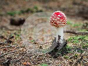 Young red Fly Agaris mushroom in the forest