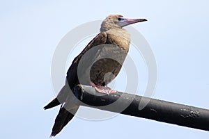 Young Red-footed Booby Sula sula bird sitting on the ship mast on sky background. Marine bird in natural habitat. North Pacific