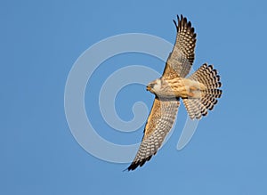 Young Red-footed falcon Falco vespertinus in fast flight with stretched wings and tail feathers over blue sky