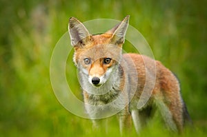 Young Red fox