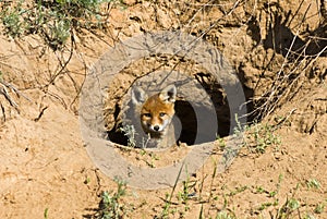 Young red fox