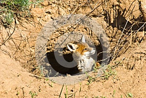 Young red fox