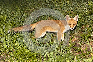 Young Red fox